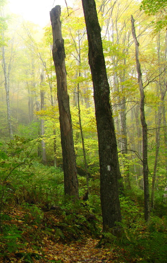 Forest.JPG